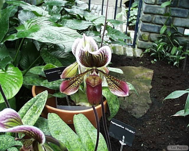 Lady's Slipper Orchids 5 Mk01