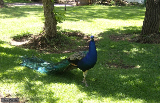 Peafowl 5 Mk01
