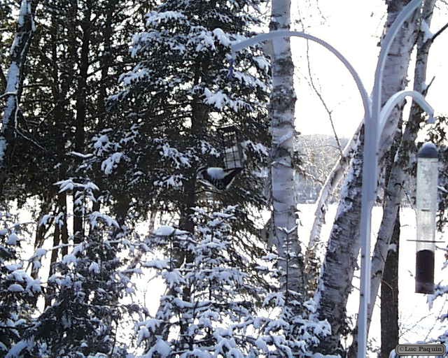 Hairy Woodpecker 6 Mk01